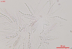 Pseudocosmospora