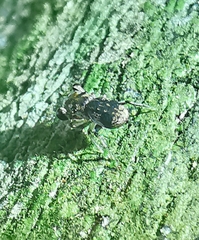 Simaethina