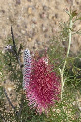 Grevillea paradoxa