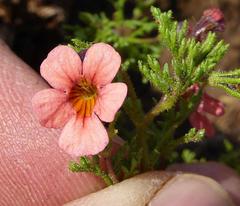 Jamesbrittenia aurantiaca