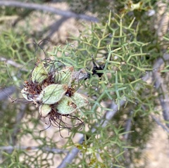 Grevillea paradoxa