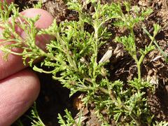 Jamesbrittenia aurantiaca