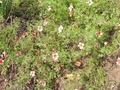 Jamesbrittenia aurantiaca