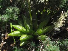 Haworthia turgida