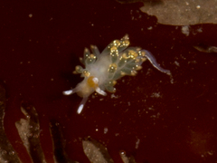 Diaphoreolis flavovulta