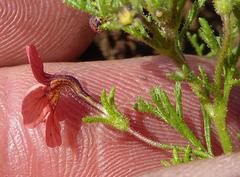 Jamesbrittenia aurantiaca