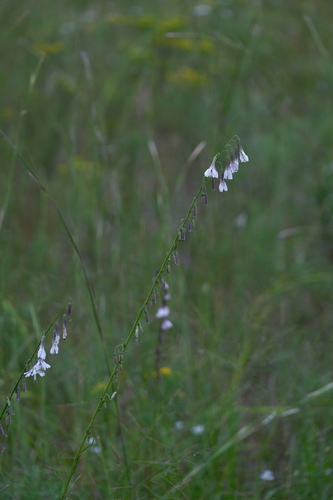 Image of Nabalus autumnalis by (c) Bonnie Semmling, some rights reserved (CC BY)