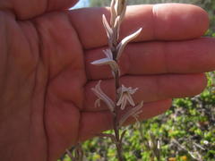 Haworthia turgida