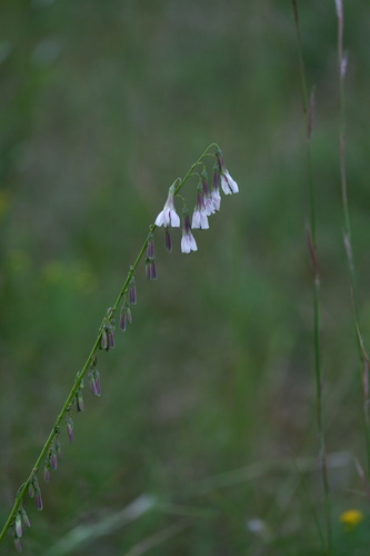 Image of Nabalus autumnalis by (c) Bonnie Semmling, some rights reserved (CC BY)