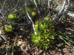 Haworthia turgida