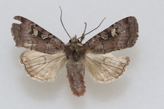 Adelphagrotis stellaris