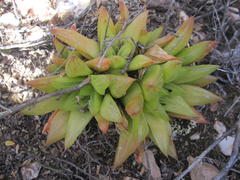 Haworthia turgida