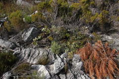 Protea amplexicaulis