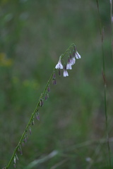 Nabalus autumnalis