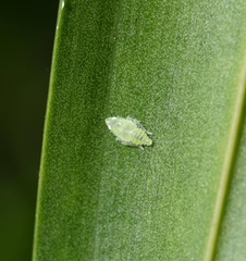 Kallitaxila granulata