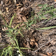 Vicia pulchella