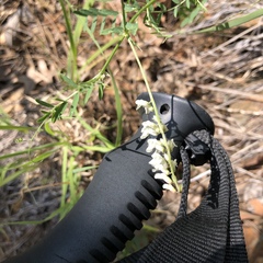 Vicia pulchella