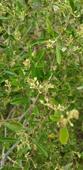Bursaria occidentalis