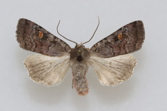 Adelphagrotis stellaris