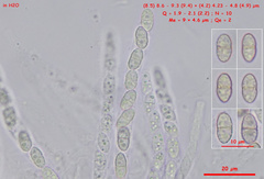 Pseudocosmospora