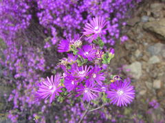 Drosanthemum globosum