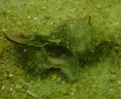 Pterochelus triformis