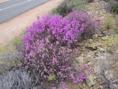 Drosanthemum globosum