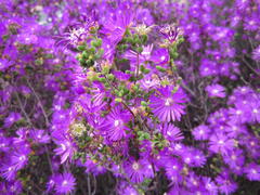 Drosanthemum globosum