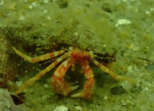 Lophopagurus nanus observed 2021-09-10
