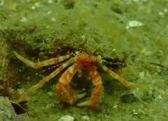 Lophopagurus nanus
