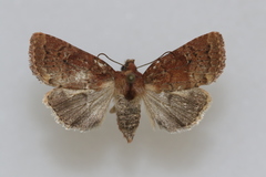 Pseudorthodes irrorata