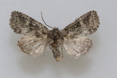 Lacinipolia cuneata