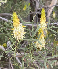 Petrophile shuttleworthiana