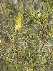 Petrophile shuttleworthiana