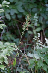 Platanthera blephariglottis