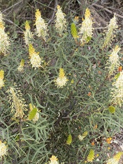 Petrophile shuttleworthiana