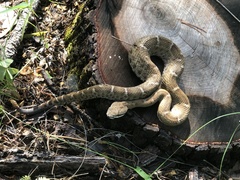 Crotalus willardi willardi