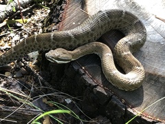 Crotalus willardi willardi