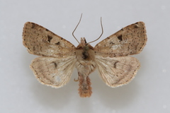 Diarsia esurialis