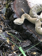 Crotalus willardi willardi