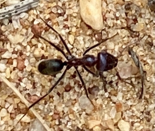 Southern Meat Ant