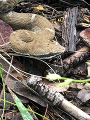 Crotalus willardi willardi