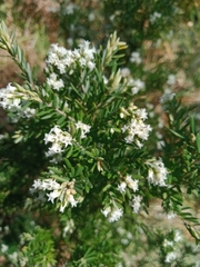 Acrothamnus hookeri