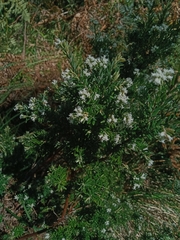 Acrothamnus hookeri
