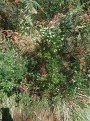 Acrothamnus hookeri
