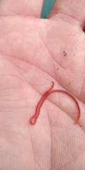 Limnodrilus hoffmeisteri