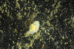 Ancula gibbosa