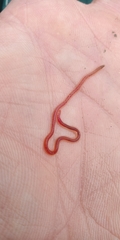 Limnodrilus hoffmeisteri