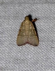 Basacallis tarachodes