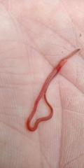 Limnodrilus hoffmeisteri